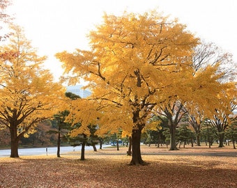 Ginkgo Tree starter, 6-8 inches tall