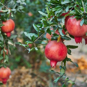 Ausverkauf: Kaufen Sie 1, erhalten Sie 1 gratis, Granatapfel-Starterpflanze, 2-3 Zoll groß, gut verwurzelt.