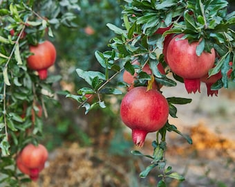 Clearance: Buy 1 get 1 free, Pomegranate starter plant, 2-3 inches tall, well rooted.