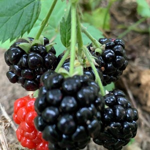 Puede incluir: Primer plano de un racimo de moras maduras colgando de una vid. Las moras son de color púrpura oscuro y tienen un acabado brillante y lustroso. Una mora es roja y ligeramente desenfocada.