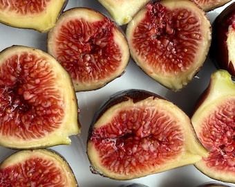 Fig tree starters, many varieties, 1-2 inches tall, well rooted