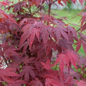 Japanese Red Maple seedling, 1-2 inches tall, well rooted
