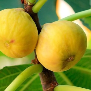 CLEARANCE: Buy 1 get 1 free, Yellow Long Neck fig tree starter plant, 2-3 inches tall, well rooted