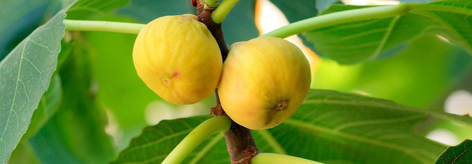 BUY 1 GET 1 FREE, Yellow Long Neck Fig Tree Starter, 1-2inches tall, well-rooted