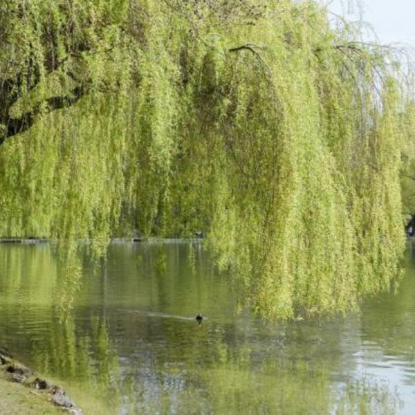 Weeping Willow starter plant, 4-6 inches tall