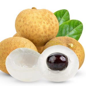 Buy 1 get 2 free, Exotic fruit tree Longan aka Dragon Eye seedling, newly germinated, 2-3 inches tall