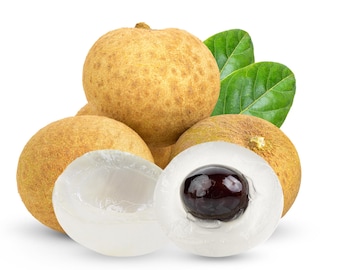 Buy 1 get 2 free, Exotic fruit tree Longan aka Dragon Eye seedling, newly germinated, 2-3 inches tall