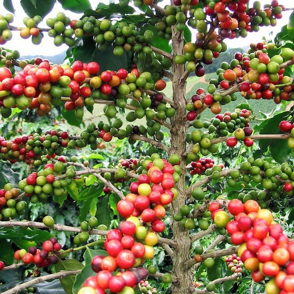 Liquidation : 1 achat, 2 gratuits, plant de caféier, 1 à 2 pouces de haut, bien enraciné