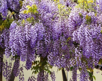 Wisteria starter plant, 8-10 inches tall, well rooted