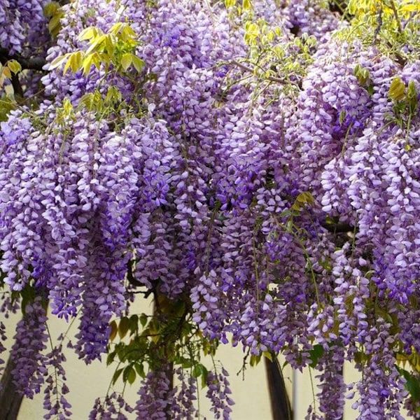 Wisteria starter plant, 8-10 inches tall, well rooted