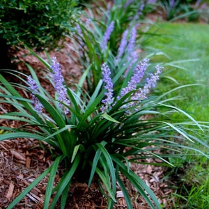 30 Lily Turf AKA Liriope starter plants, bareroots