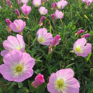 Clearance: buy 1 get 1 free, Pink Primrose starter plant, 3-4 inches tall, well rooted