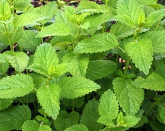 CLEARANCE: Buy 1 get 1 free, Lemon Balm Mint starter plant, 4-6 inches tall, well rooted