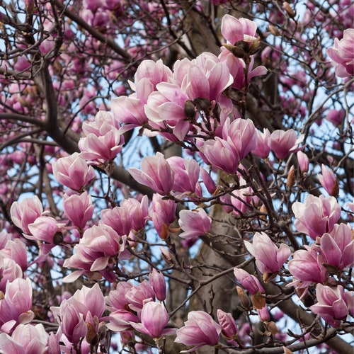 Saucer Magnolia, 4-6 inches tall, well rooted