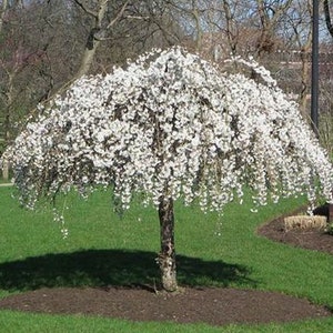 Weeping Yoshino Cherry starter plant, 6-8 inches tall, well rooted