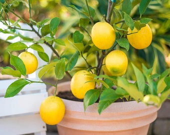 Acquista 1 e ricevi 1 in omaggio: piantina di limone Meyer, alta 2,5-5 cm.
