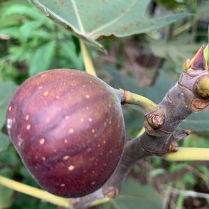 CLEARANCE: Buy 1 get 1 free, Celeste Fig fruit tree starter plant, 2-3 inches tall, well rooted