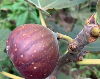 2 Celeste Fig Tree Starters, well rooted, 2-3 inches tall