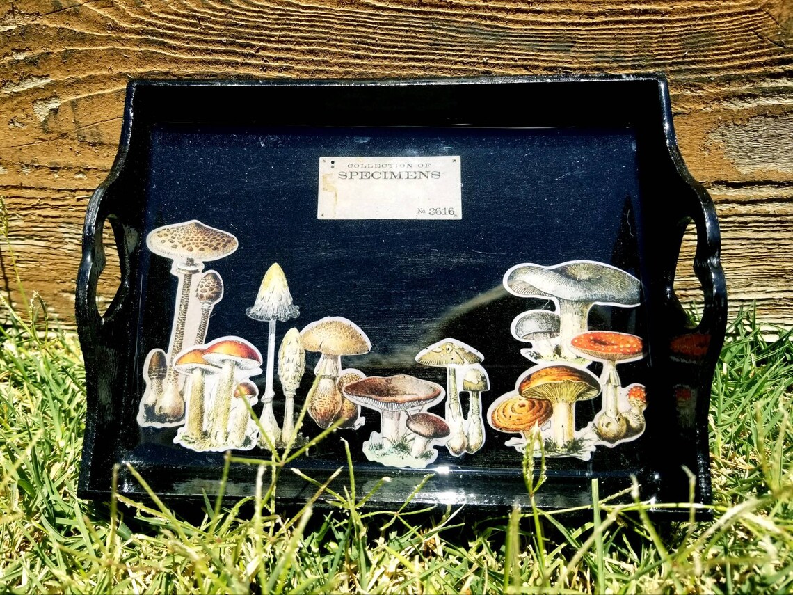 Mushroom Specimen Tray Etsy