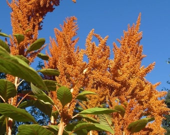 Aurelia's Verde Amaranth 30 seeds Comb.S/H Beautiful tall flowers Easy to grow! Aurelia's Verde Amaranth 30 seeds Comb.S/H Beautiful tall flowers Easy to grow!