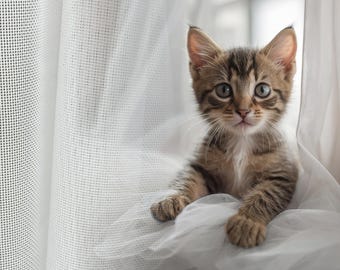 Cat Proof Sheer Voile Curtains: Custom Sizes Tulle for Living Room