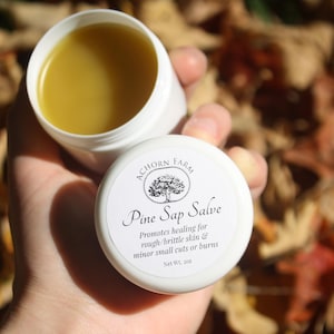 May include: A white jar of Pine Sap Salve, with the lid off, revealing a yellow balm. The label reads "Acorn Farm" and "Pine Sap Salve" with text promoting healing for rough skin and minor cuts. The jar is held in a hand.