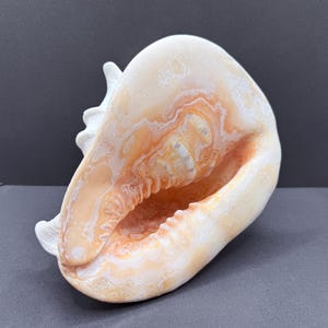May include: A large conch shell featuring a smooth, polished aperture with swirling patterns of cream, peach, and soft orange hues. The exterior displays a textured, matte white surface with prominent ridges and a spiral structure.