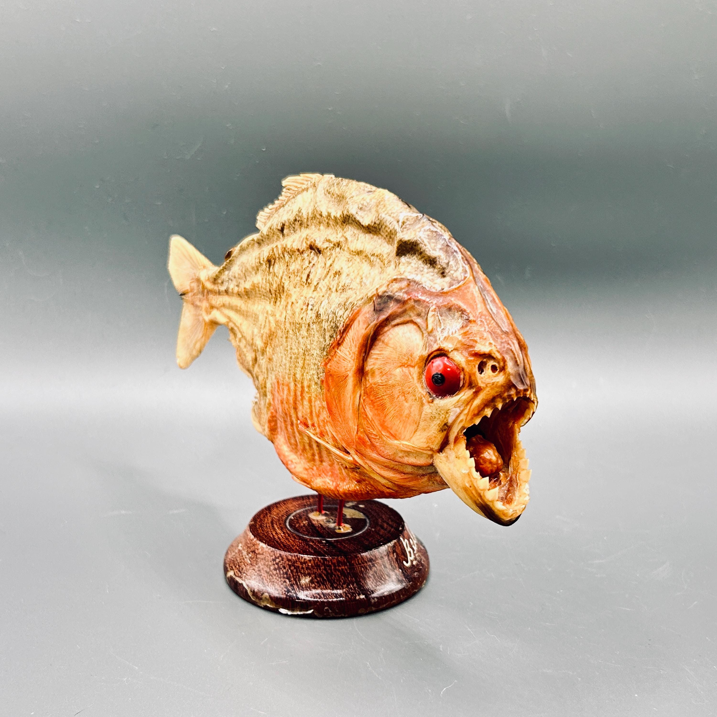 Vintage Piranha Fish Taxidermy on Wooden Base | Unique
