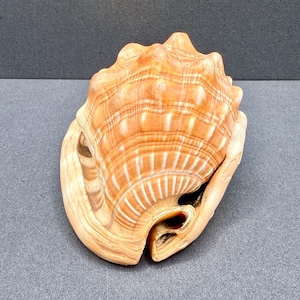 May include: A large, textured seashell with a prominent, rounded body and a wide, flared opening. The shell features a gradient of warm orange, tan, and cream colours, with distinct ridges and bumps running along its surface in a radial pattern.