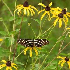 May include: A black and white zebra butterfly perched on a yellow flower with other yellow flowers in the background.