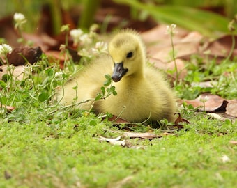 Schattige Fuzzy Duckling Baby Animal Wildlife Fotografie Print