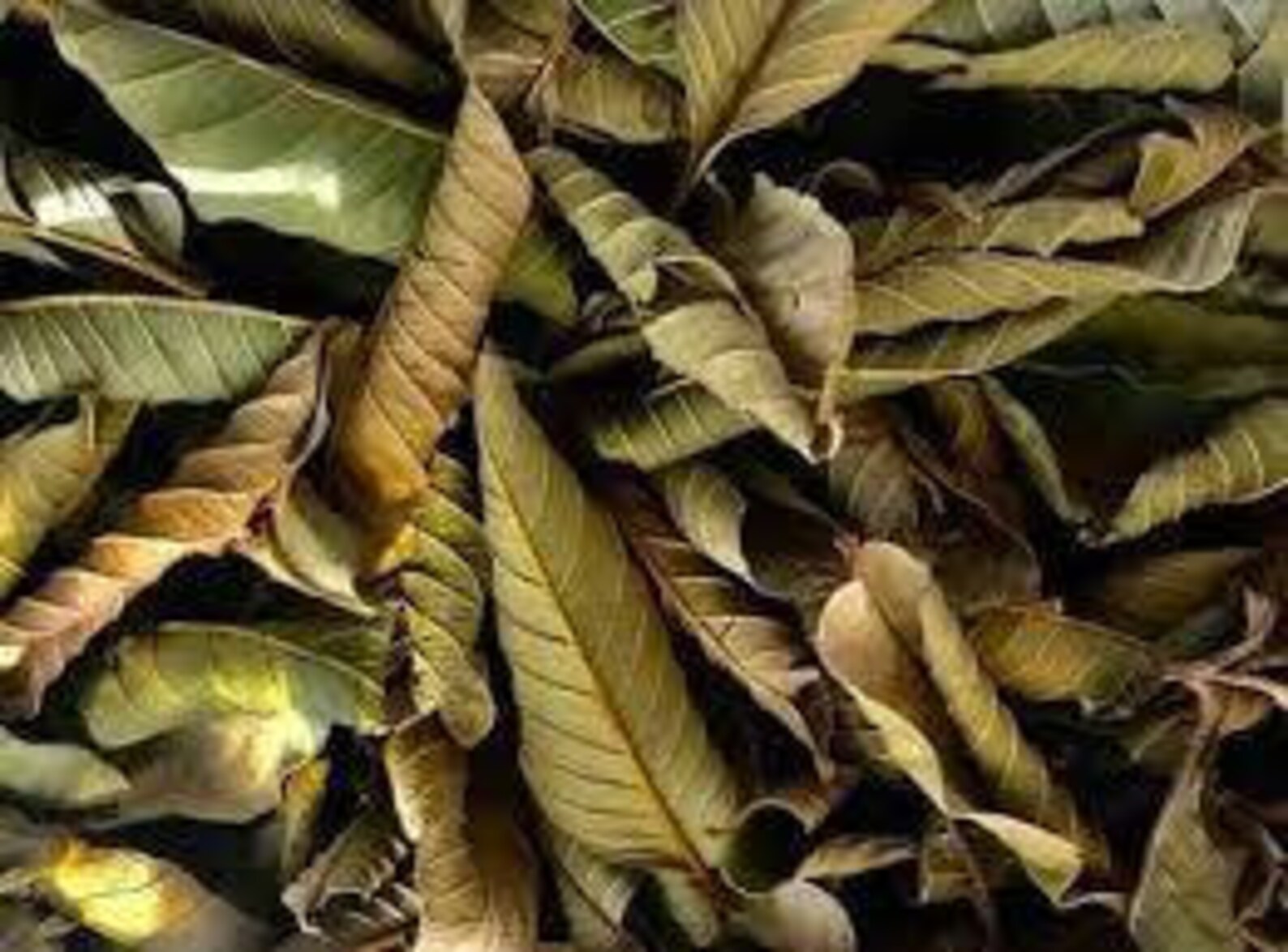 100 Dried guava leaves. ORGANIC fresh GUAVA Leaves For Tea Etsy