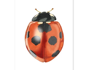 Lady bug - Fine Art Print