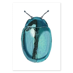 Blue Beetle - Fine Art Print