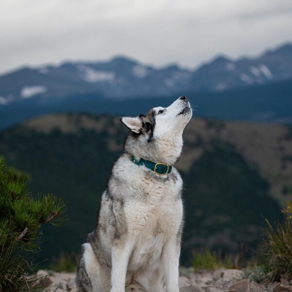 2 inch layered Biothane Collar: the Atlas