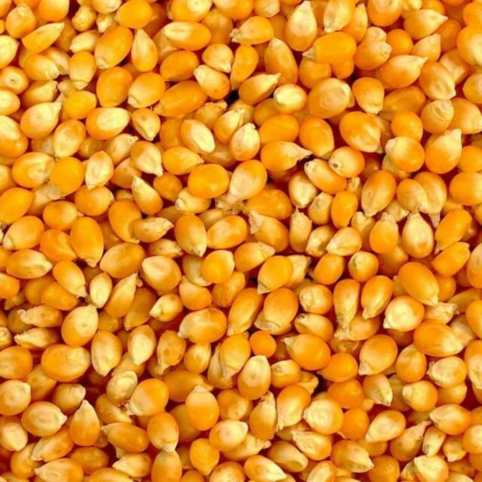 Popcorn Graines / Grains / Popping Corn Raw Free UK P&P 100g Etsy