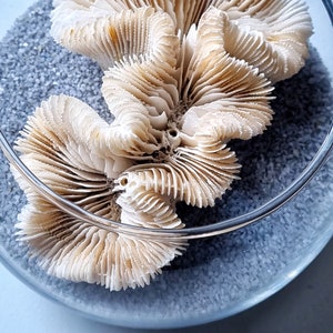 Genuine Coral in Glass Bowl. Coastal Decor