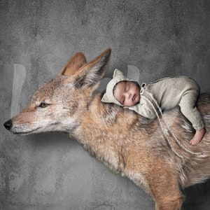 Fond animal, Arrière-plan nouveau-né numérique, Fond nouveau-né numérique, Fond renard, Enfants Photoshop