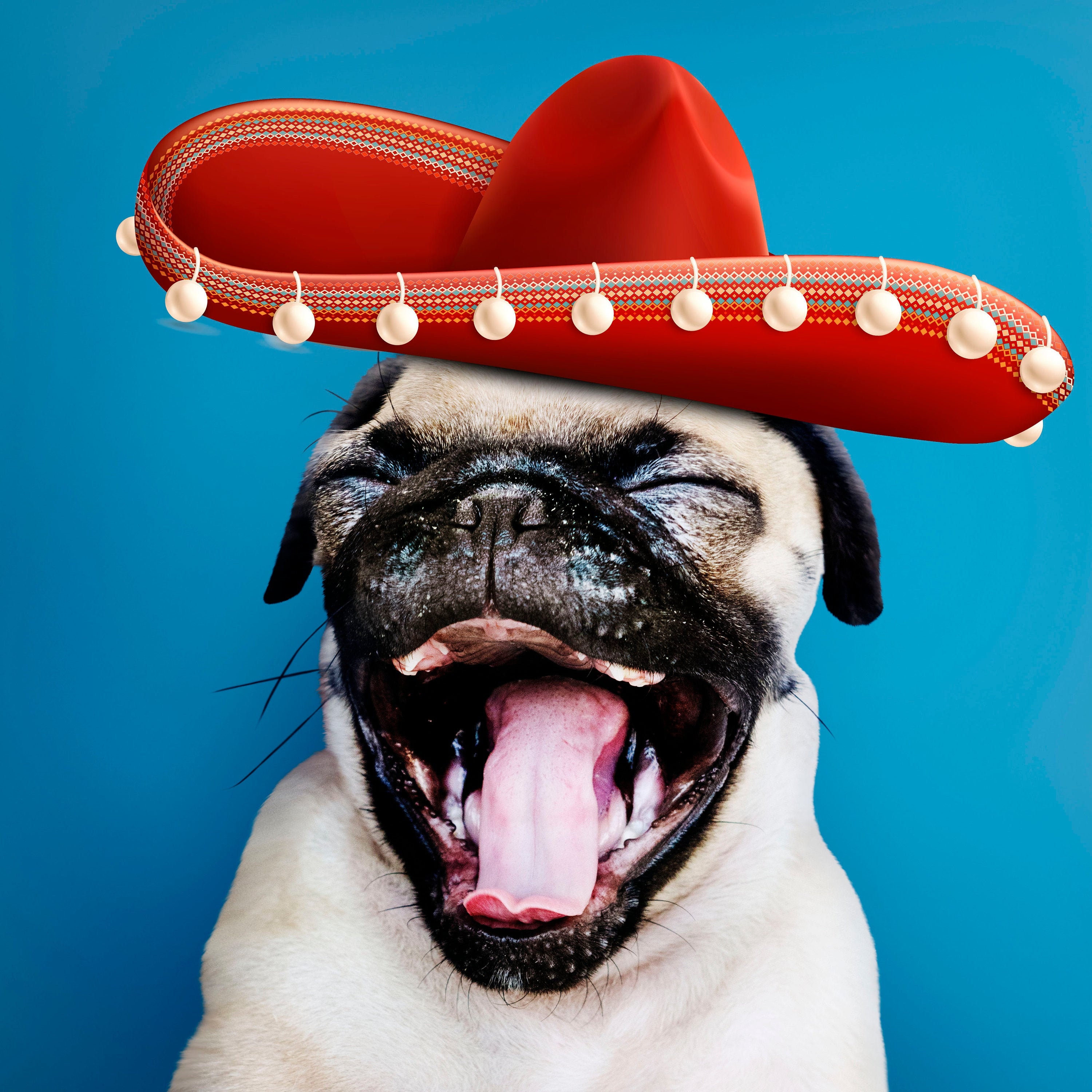 Funny Pet Portrait Custom Pet Portrait Pet Portrait Etsy