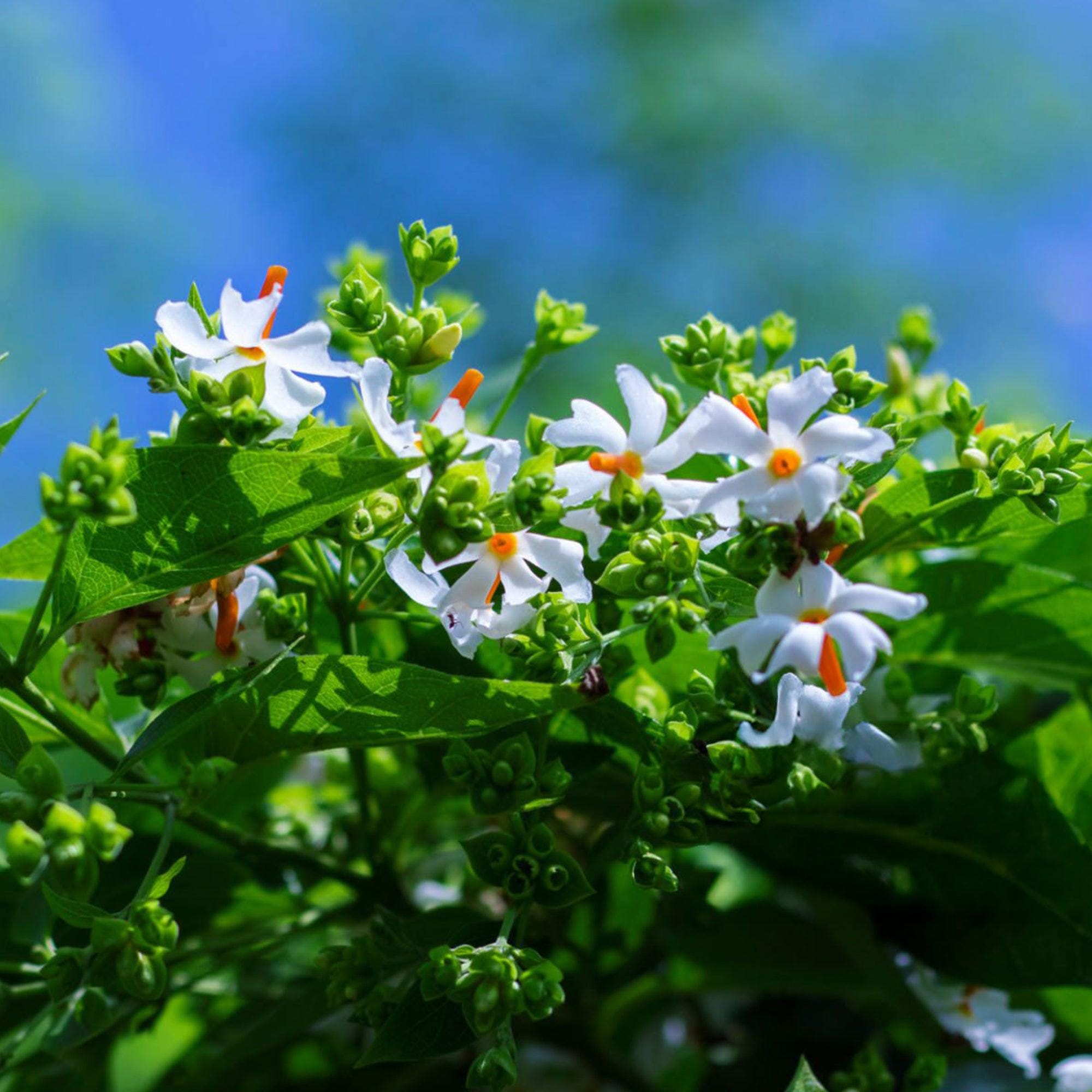 Parijaat (Night Blooming Jasmine)