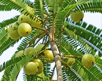 Indian Amla Plant - Pre Order for June 2024