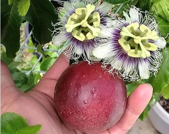 Passion Fruit Vine Starter Plant - Purple  (No Shipping to California)