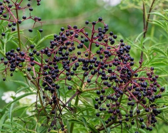 American Elderberry Plant