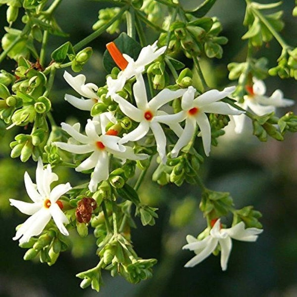 Jasmine Plant Etsy