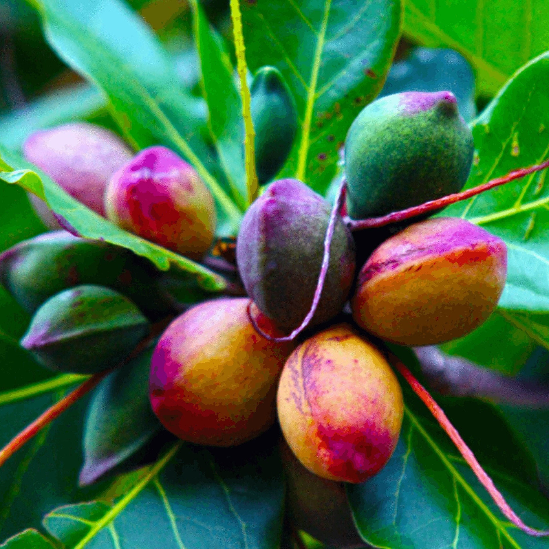 Tropical Almond Plants Terminalia catappa Indian Almond Etsy