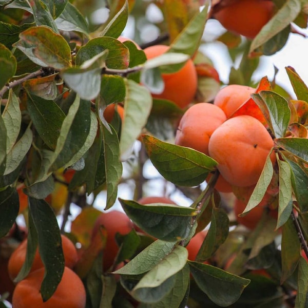 American Persimmon Plant