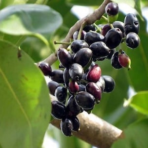 May include: A cluster of oval-shaped jamun fruit hanging from a tree branch. The fruit displays a gradient of colors, ranging from deep purple and black to lighter reddish-pink hues, with smooth, shiny skins and green leaves visible in the background.