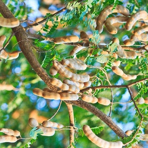 Sweet Tamarind Plant