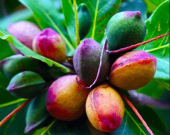 Tropical Almond Plant