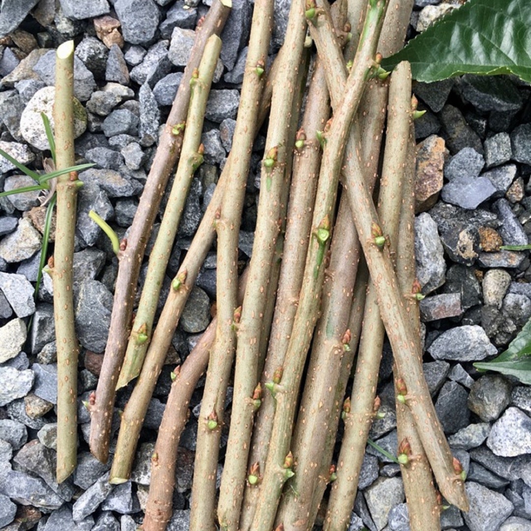 Black Mulberry - Unrooted Cuttings - Etsy
